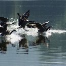 FVCW (21)-Seiler-Max